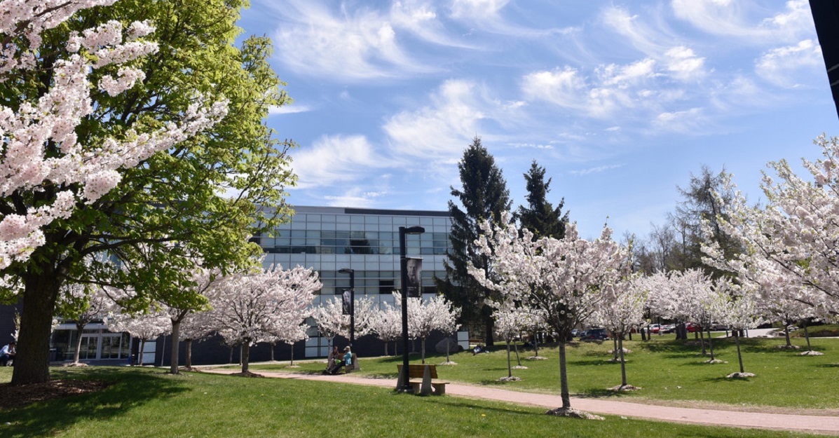 UTSC campus - cherry blossoms